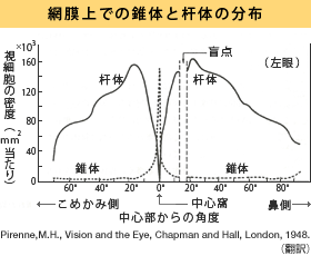 錐体と桿体の分布