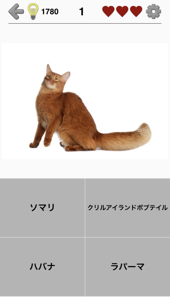 猫の品種