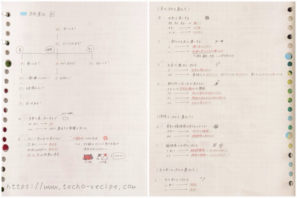 ねこ検定中級のノートの中身